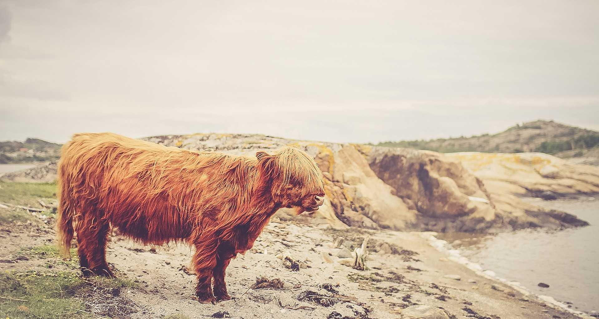 Image of irish highland cow on shore
